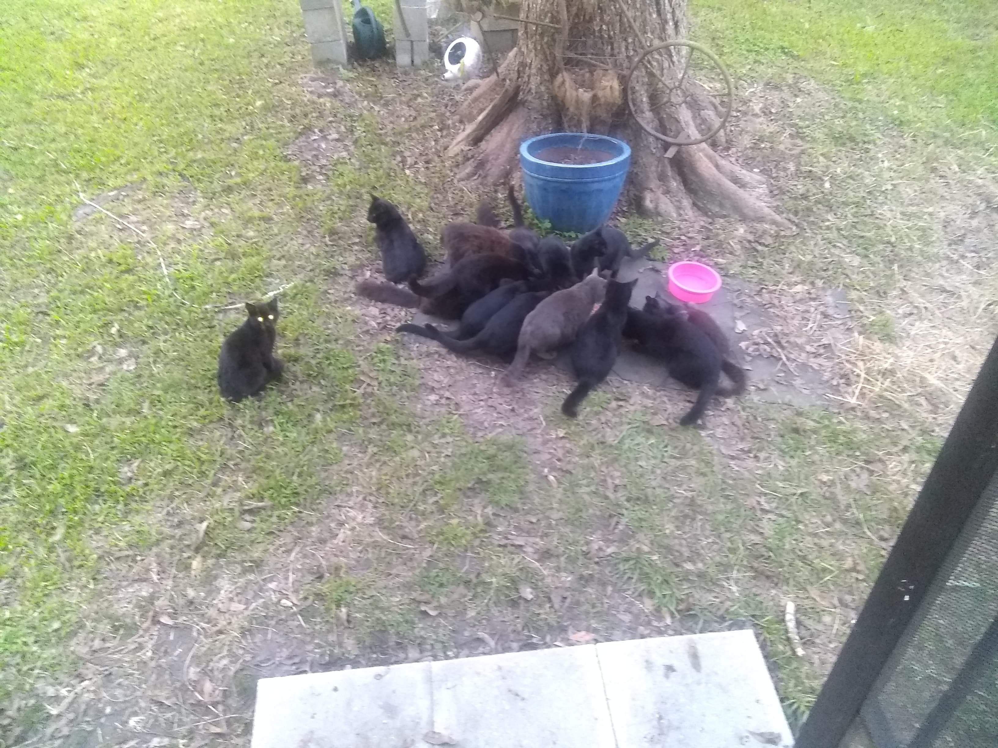 Washington Humane Society, Inc.