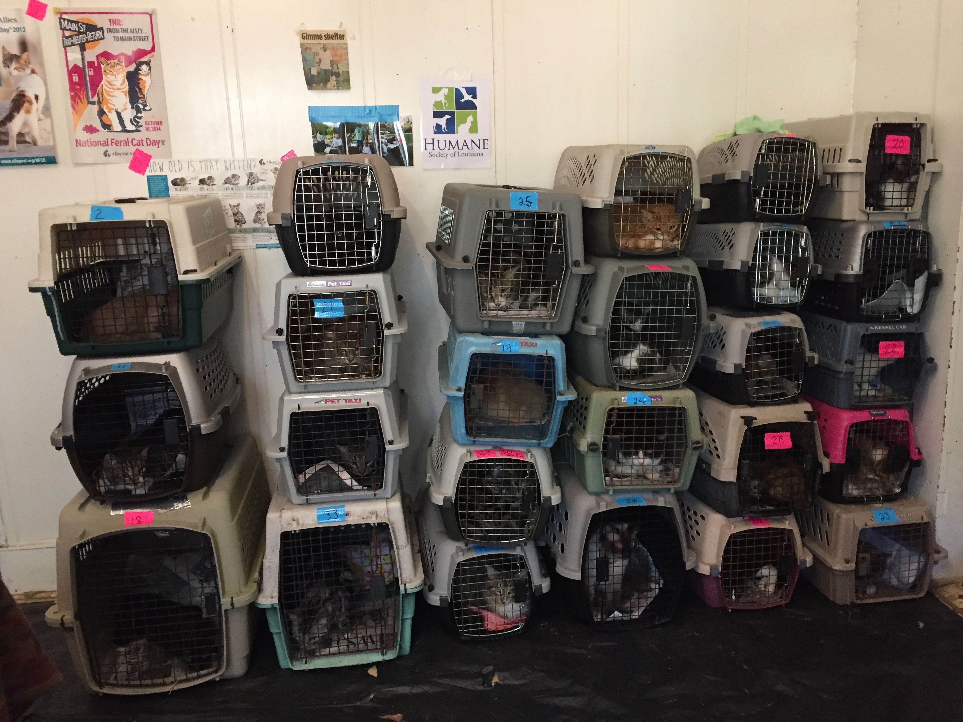 Washington Humane Society, Inc.