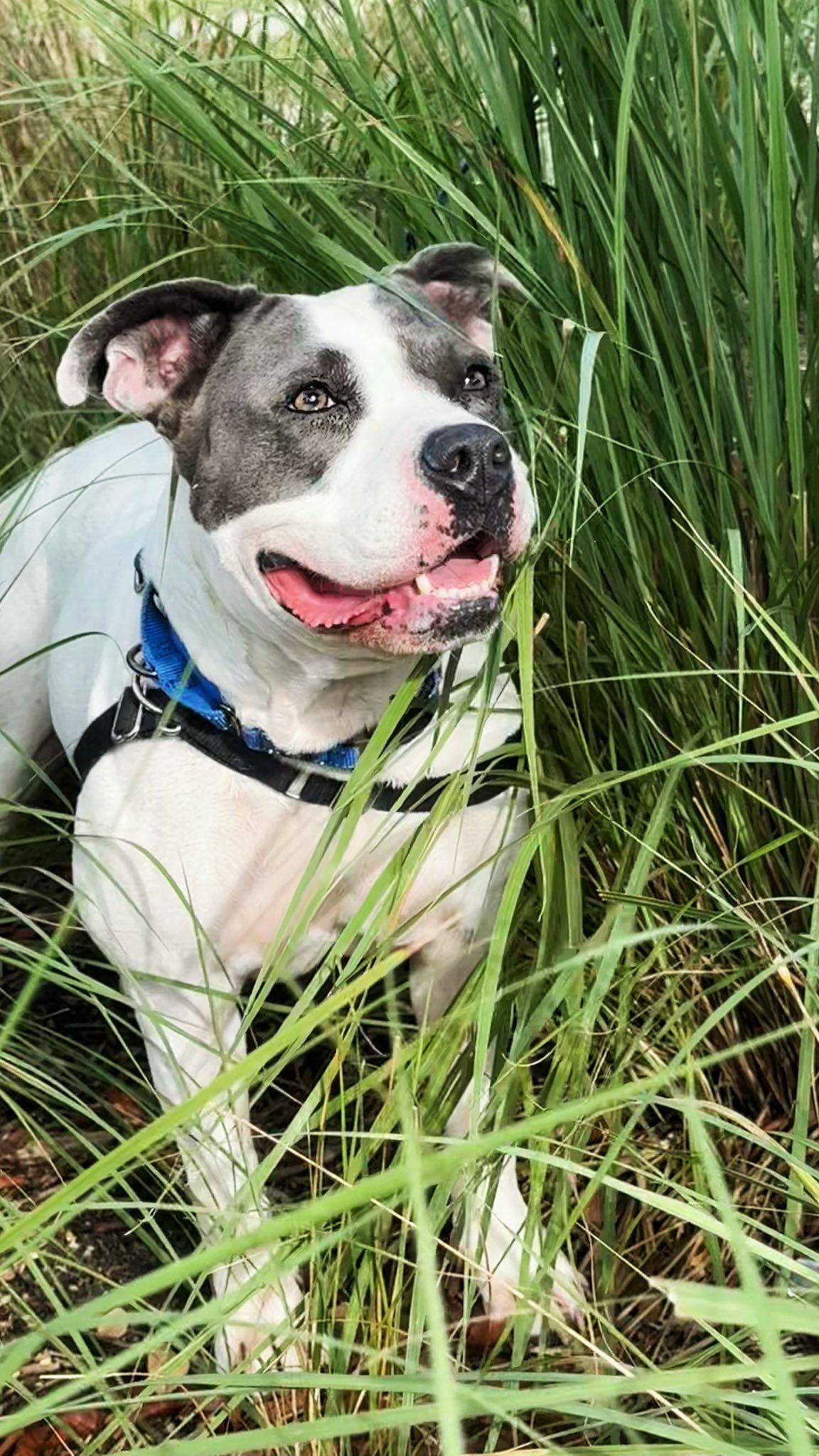 Everglades Angels Dog Rescue