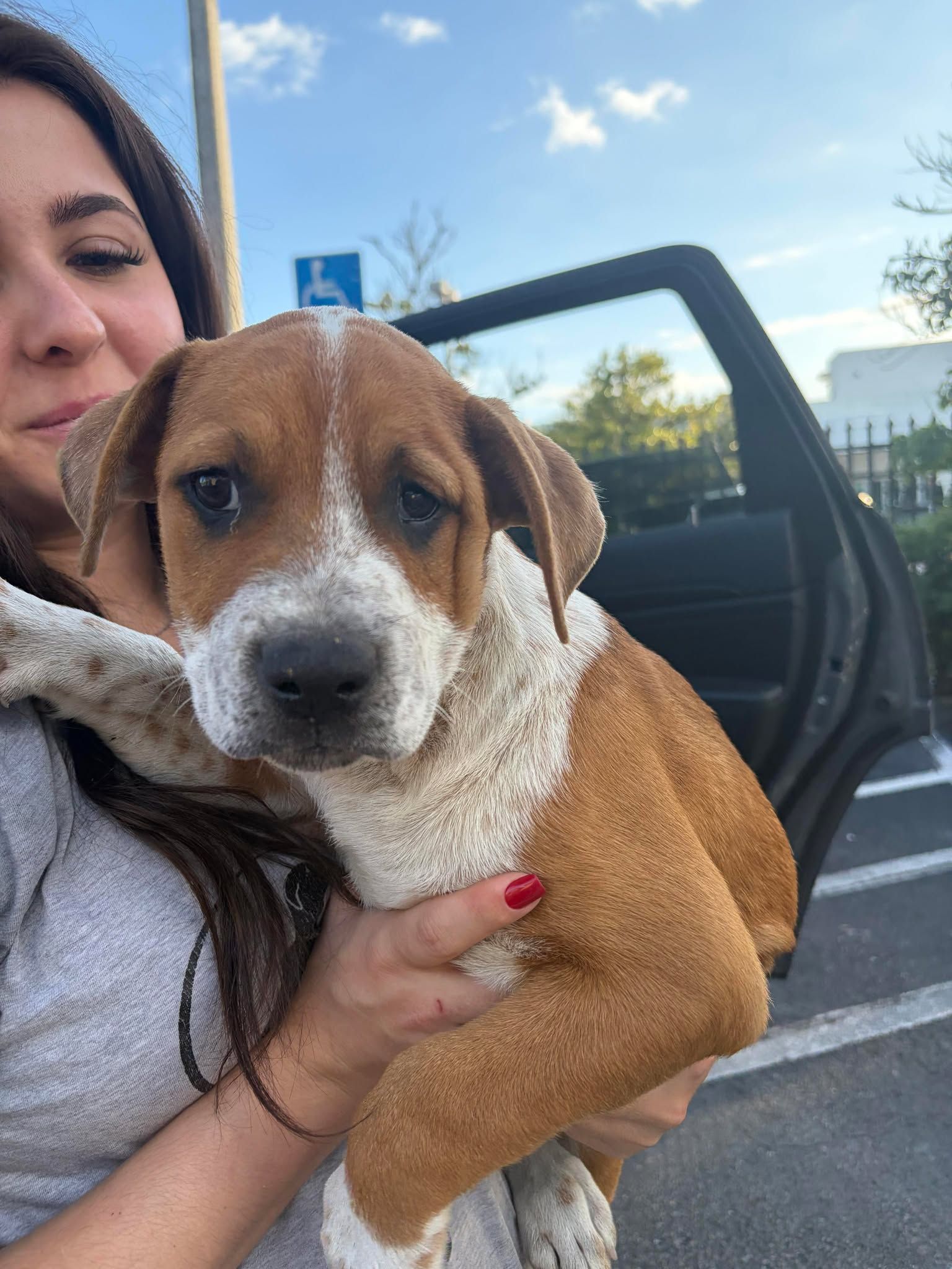 Everglades Angels Dog Rescue