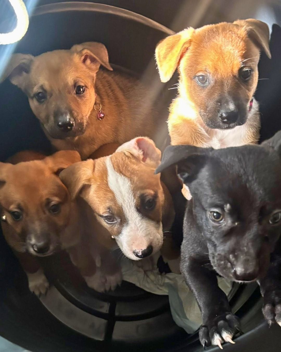 Everglades Angels Dog Rescue