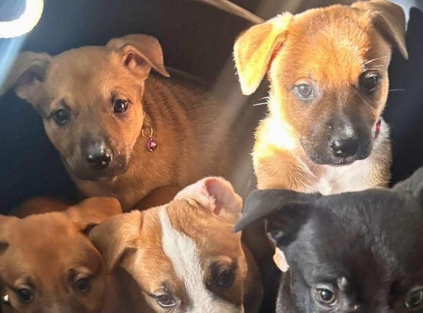 Everglades Angels Dog Rescue