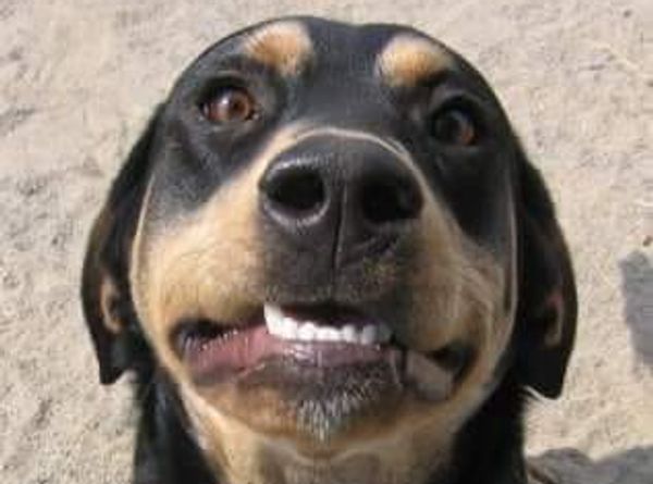 Carolina Veterinary Assistance and Adoption Group