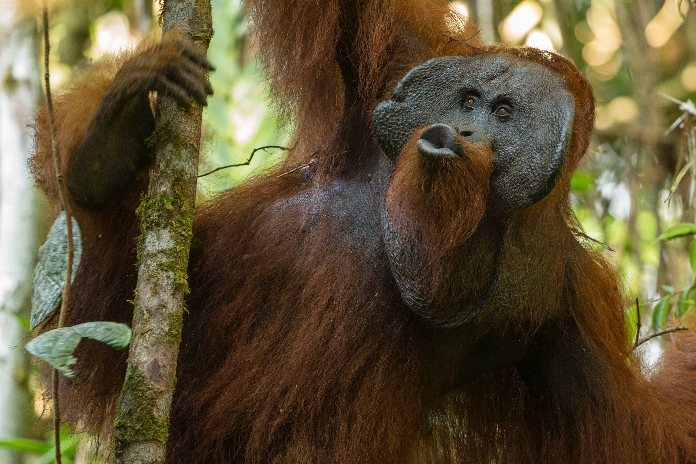 Gunung Palung Orangutan Conservation Program
