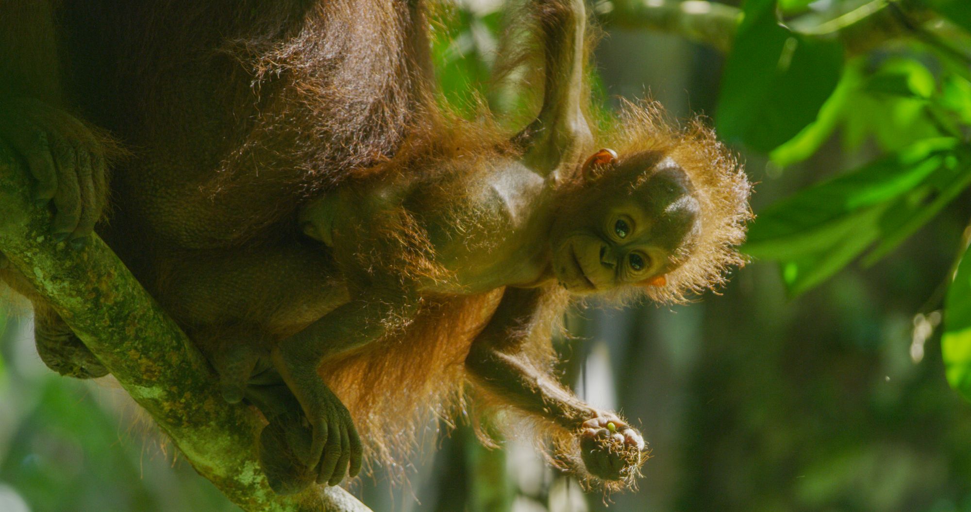 Gunung Palung Orangutan Conservation Program