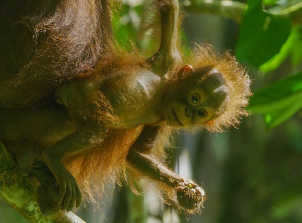 Gunung Palung Orangutan Conservation Program