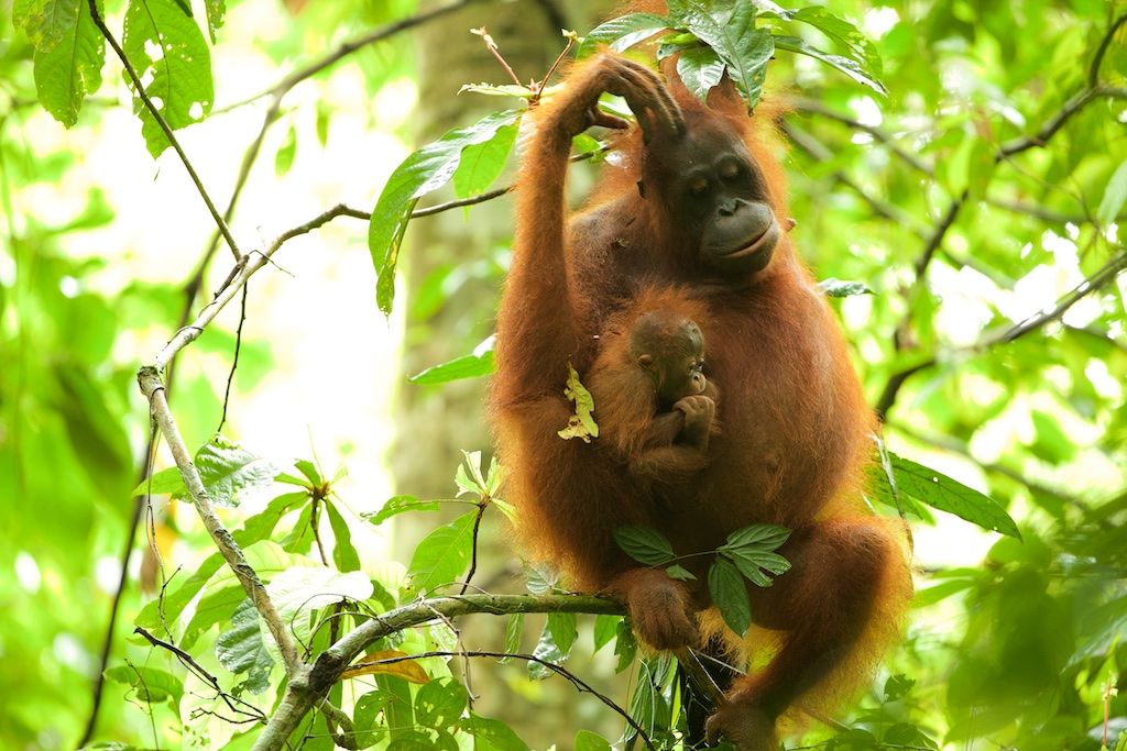 Gunung Palung Orangutan Conservation Program