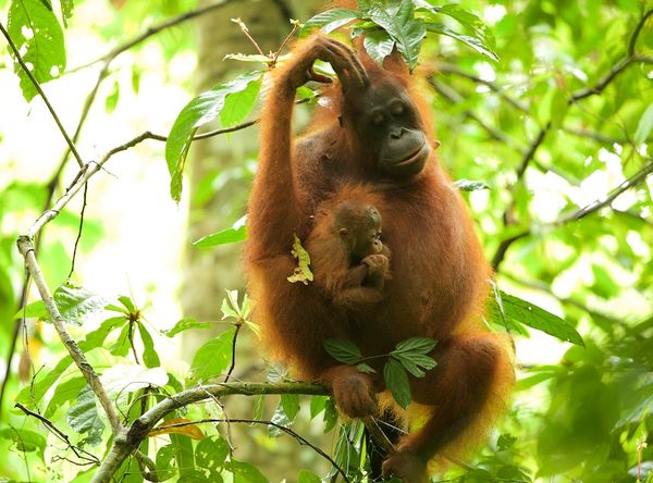 Gunung Palung Orangutan Conservation Program