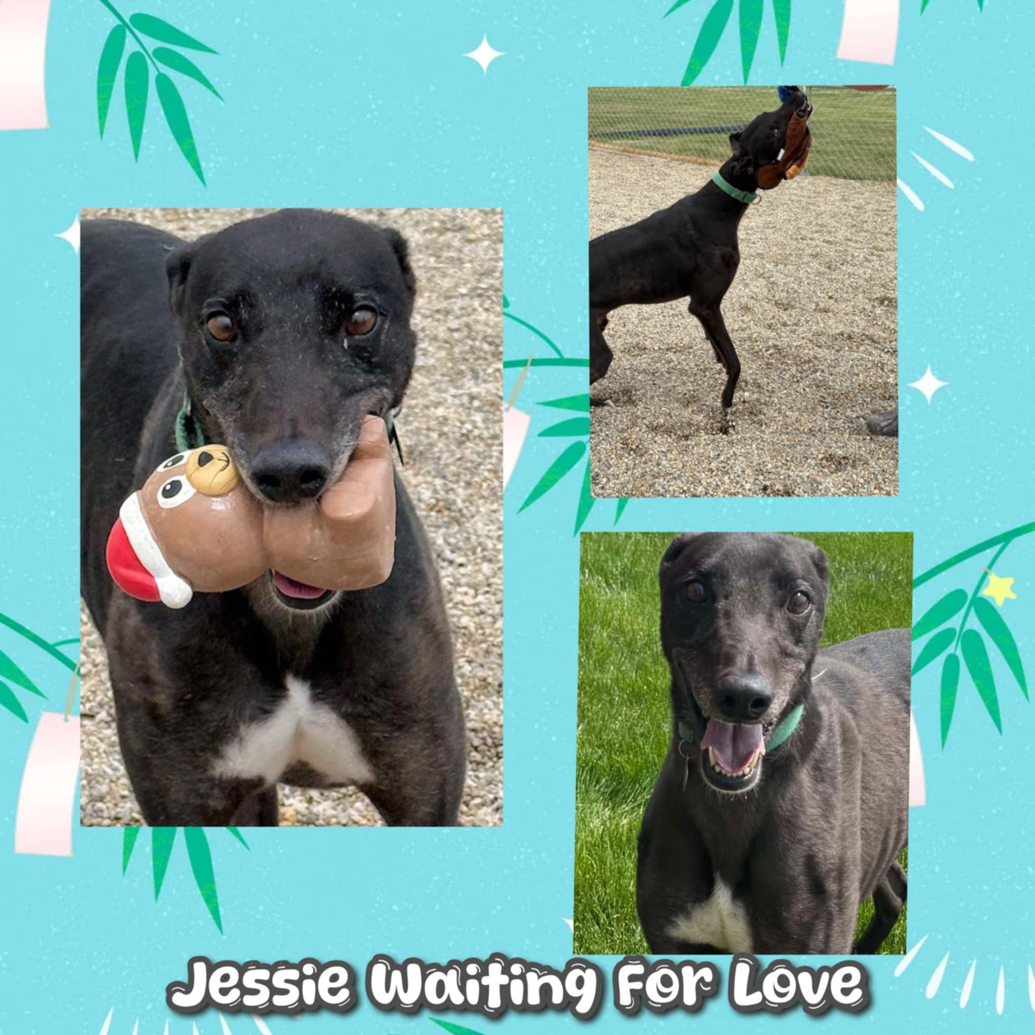 American Lurcher Project Inc