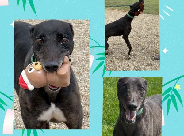 American Lurcher Project Inc