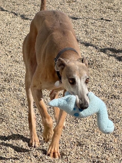 American Lurcher Project Inc