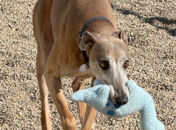 American Lurcher Project Inc