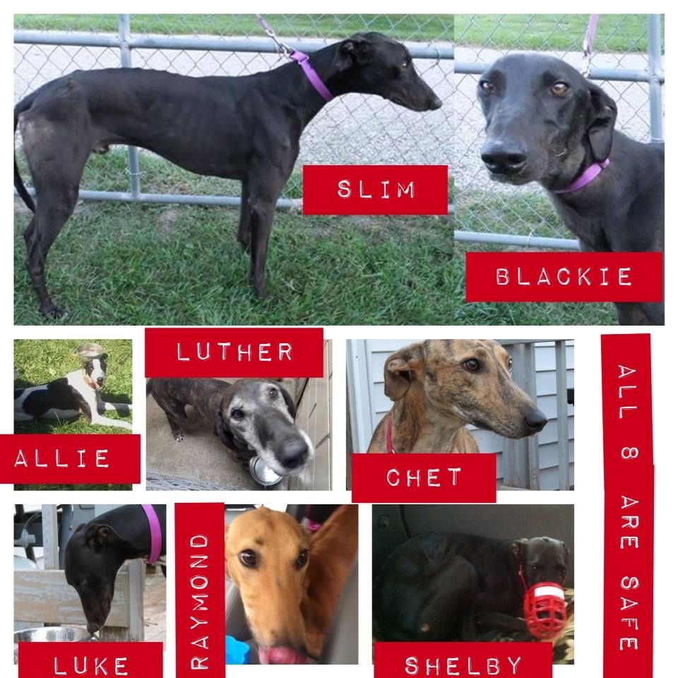 American Lurcher Project Inc