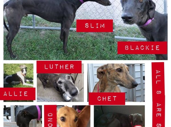 American Lurcher Project Inc