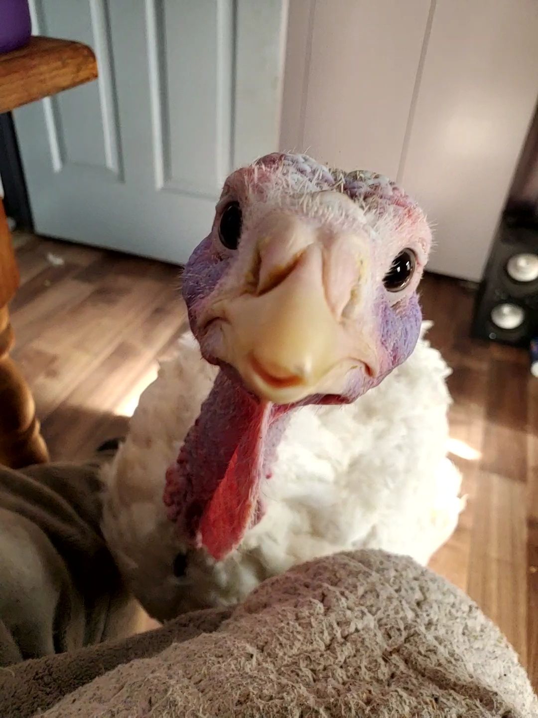 J and J Farms Animal Sanctuary Inc