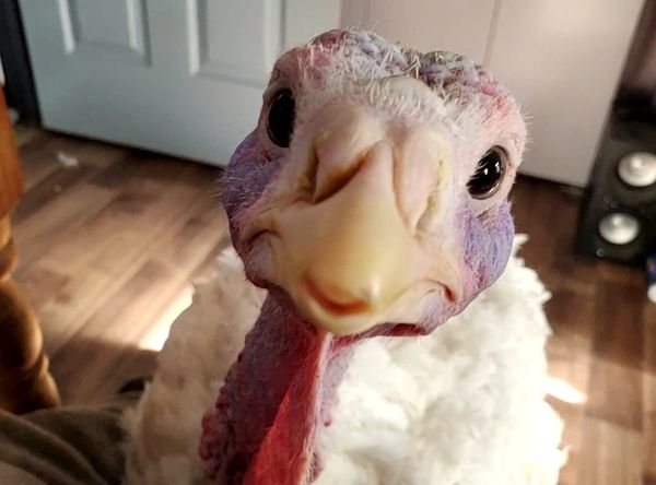 J and J Farms Animal Sanctuary Inc