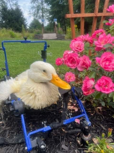 J and J Farms Animal Sanctuary Inc