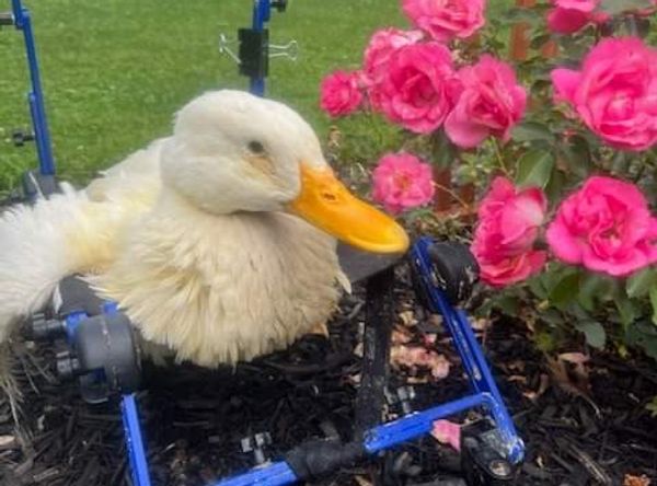 J and J Farms Animal Sanctuary Inc