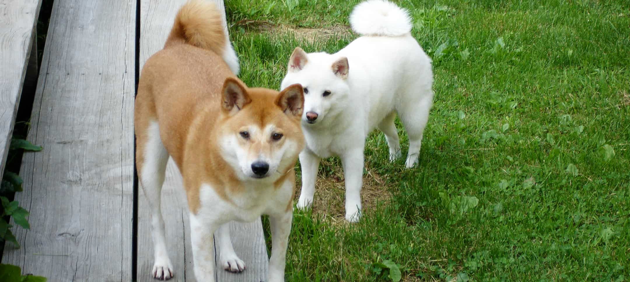 NYC Shiba Rescue, Inc.