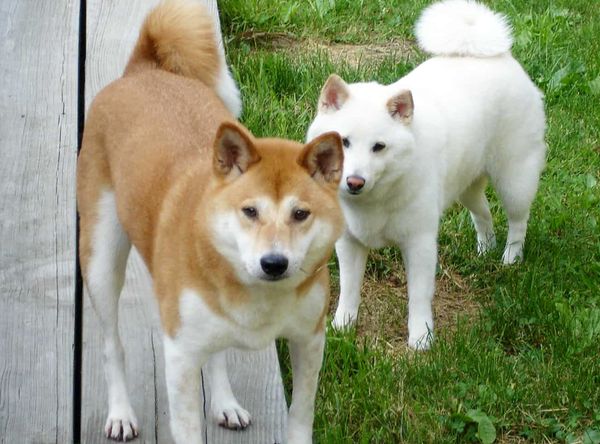 NYC Shiba Rescue, Inc.