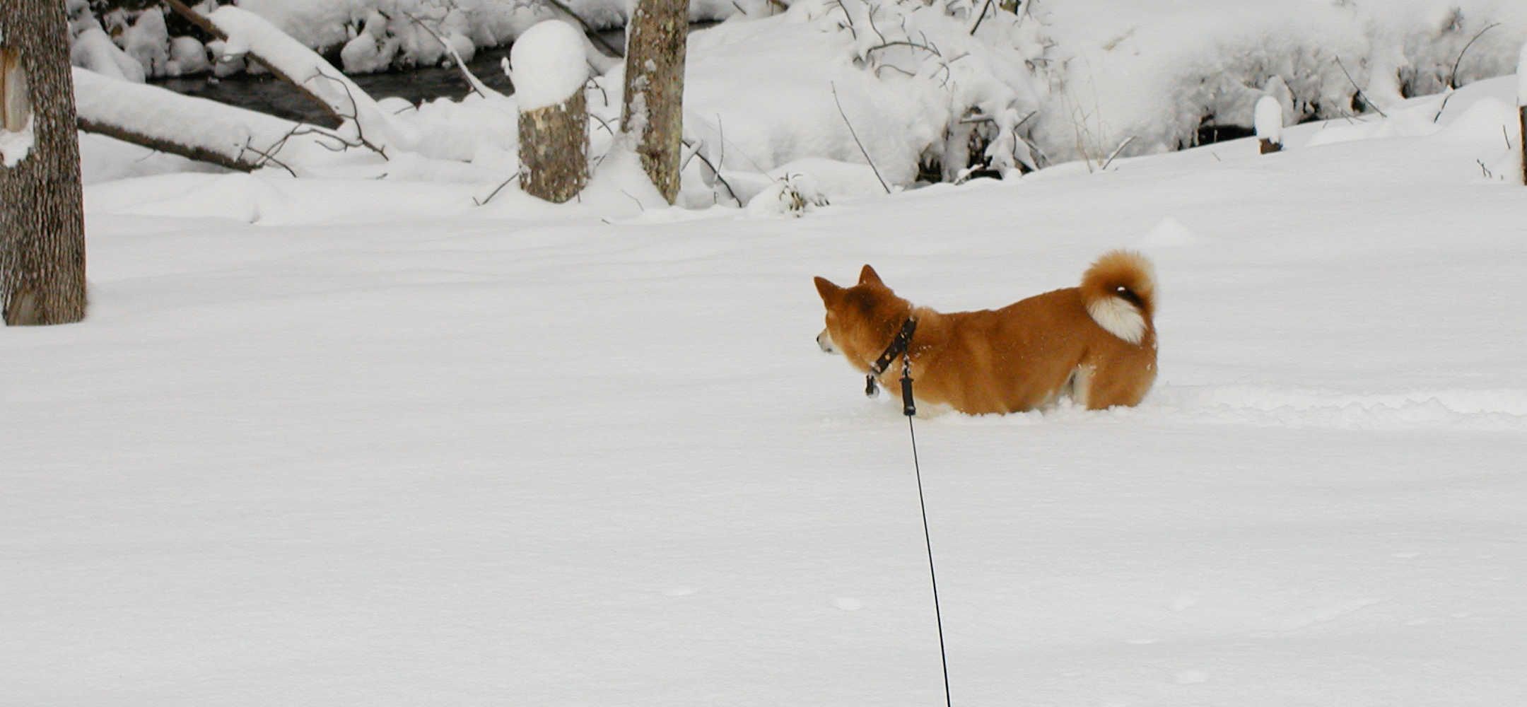 NYC Shiba Rescue, Inc.