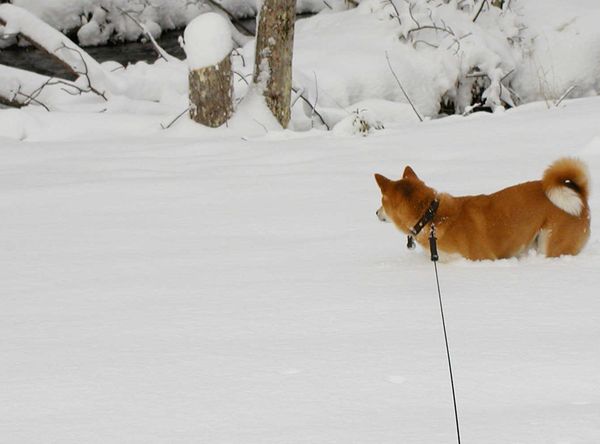 NYC Shiba Rescue, Inc.