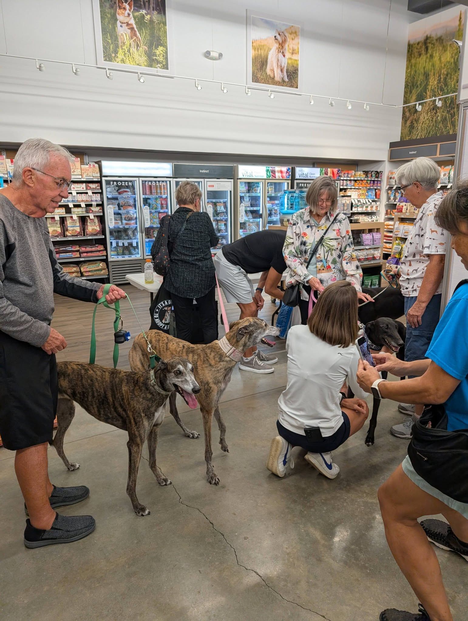 Adoptable Greythounds of Florida Inc.