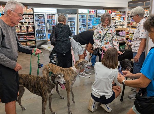 Adoptable Greythounds of Florida Inc.
