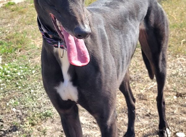 Adoptable Greythounds of Florida Inc.