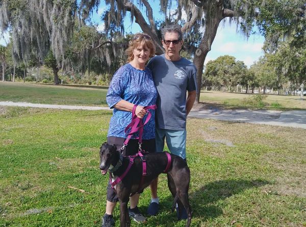 Adoptable Greythounds of Florida Inc.