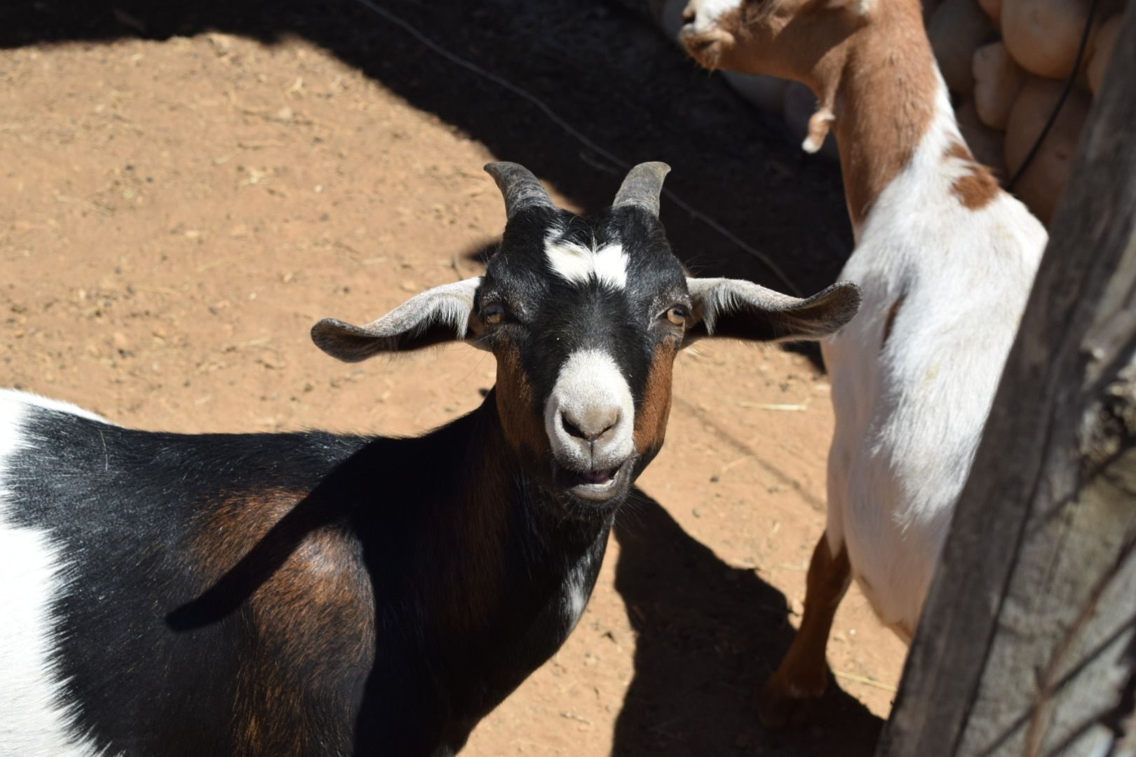 Healing Pastures @ C Horse Ranch