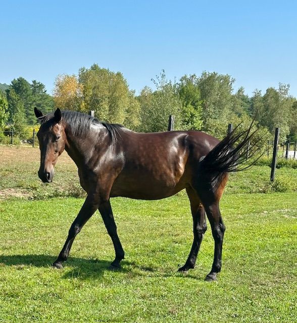 Futures For Standardbreds
