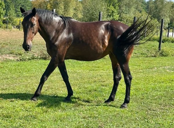 Futures For Standardbreds