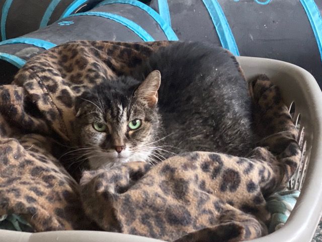 Serenity-Senior Living Pet Sanctuary