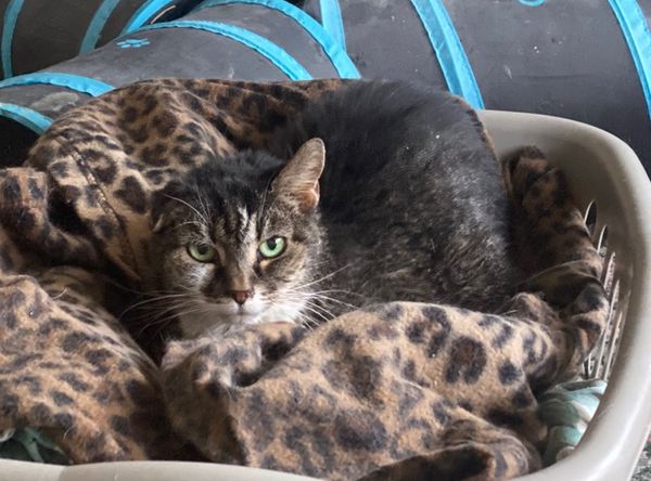 Serenity-Senior Living Pet Sanctuary