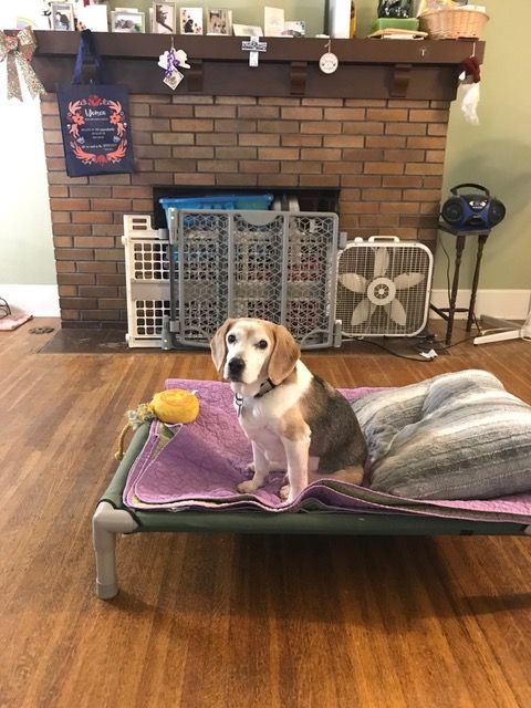 Serenity-Senior Living Pet Sanctuary