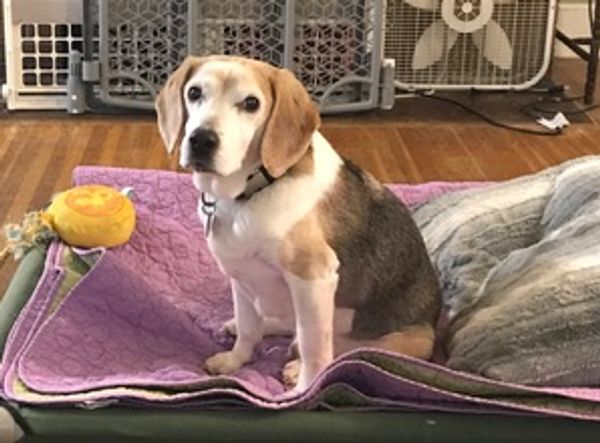 Serenity-Senior Living Pet Sanctuary