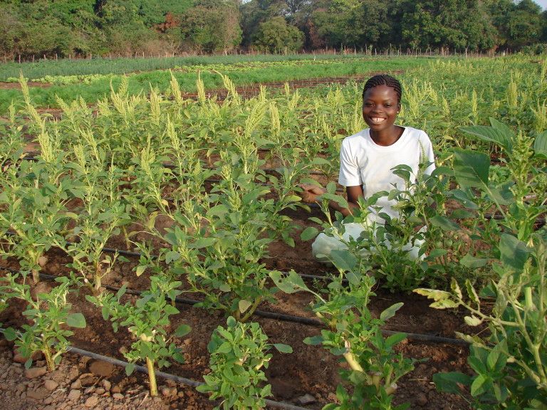 Solar Electric Light Fund