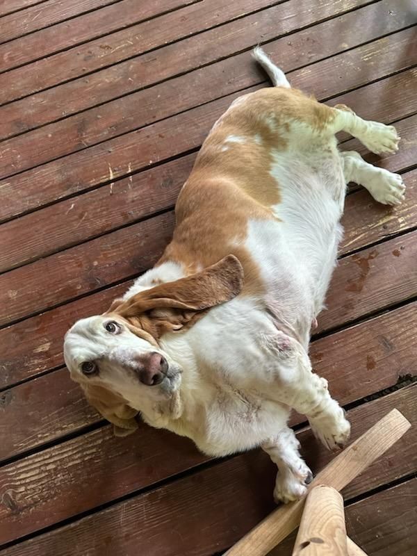 Carolina Basset Hound Rescue