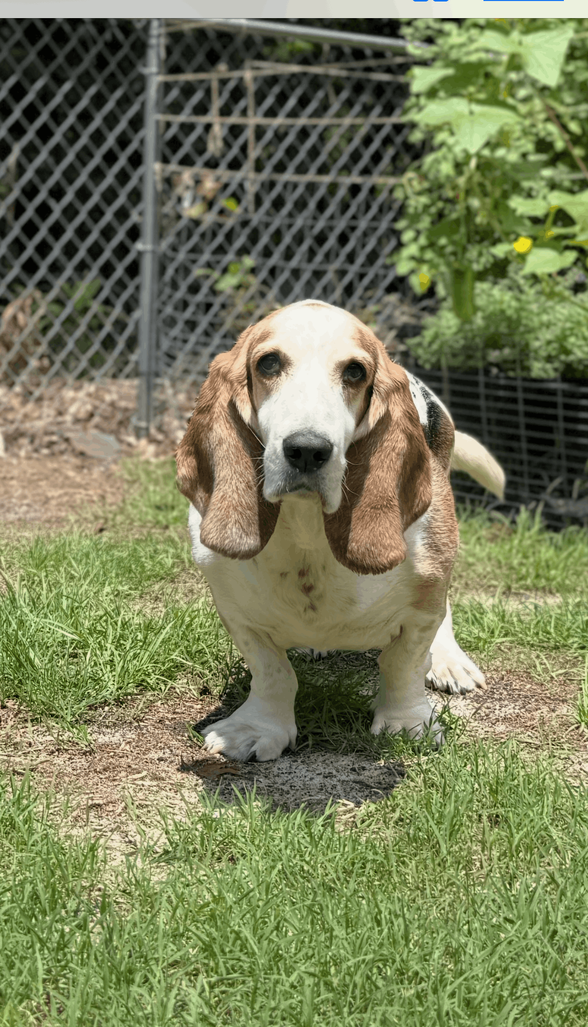Carolina Basset Hound Rescue