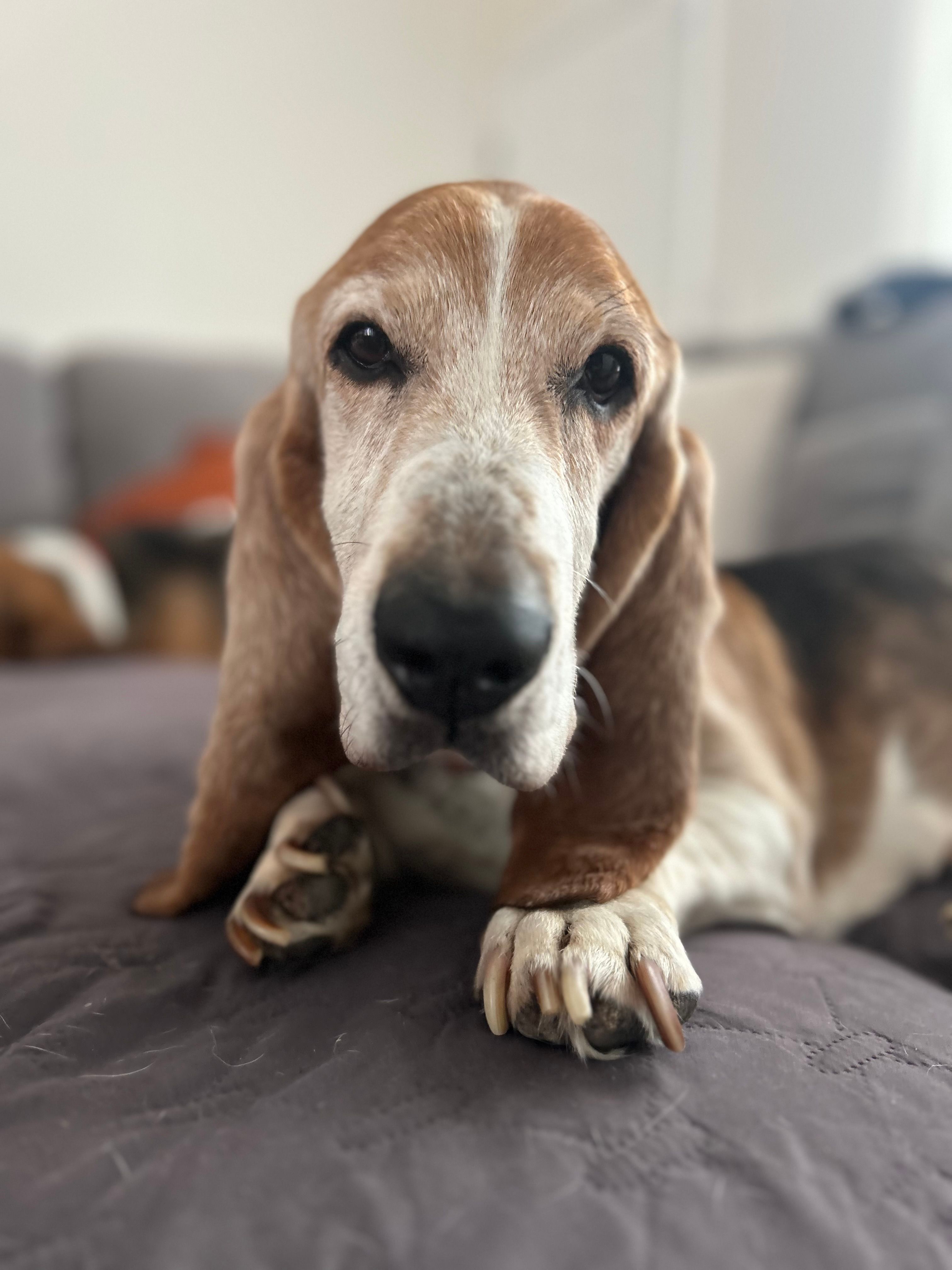 Carolina Basset Hound Rescue