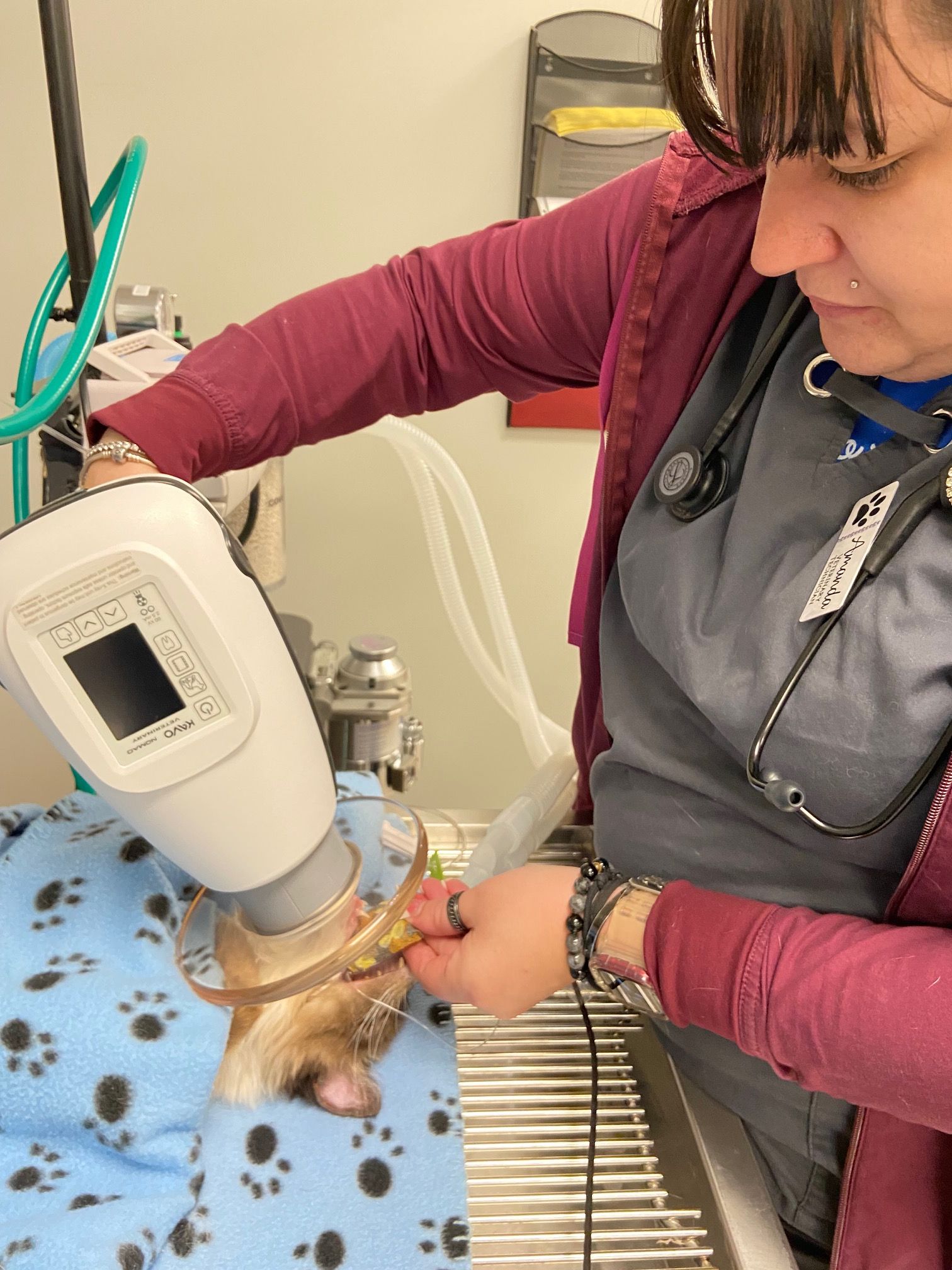 SurgiPet - Low Cost Surgery and Dentistry