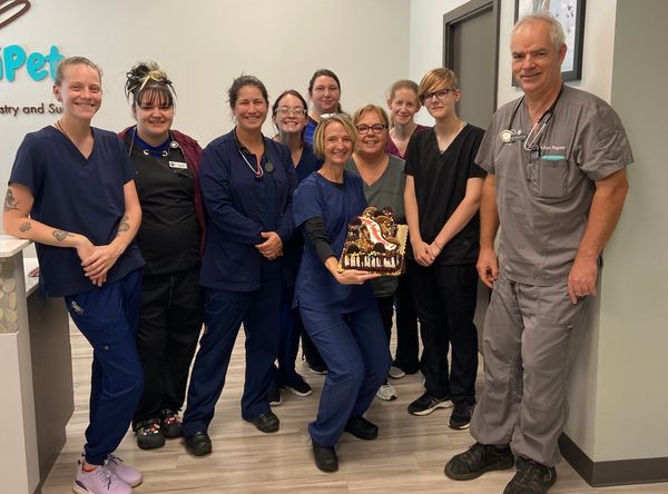 SurgiPet - Low Cost Surgery and Dentistry