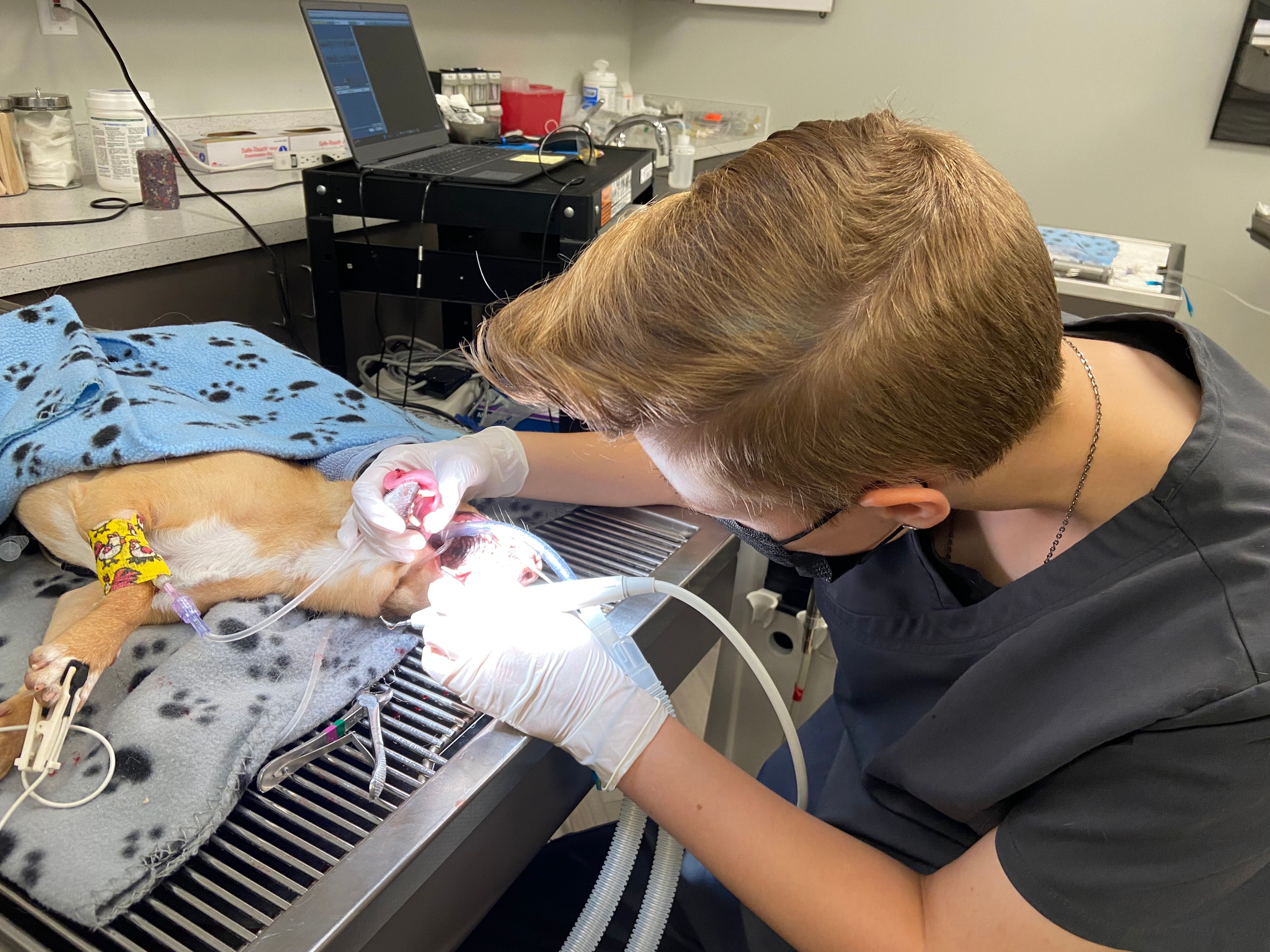 SurgiPet - Low Cost Surgery and Dentistry