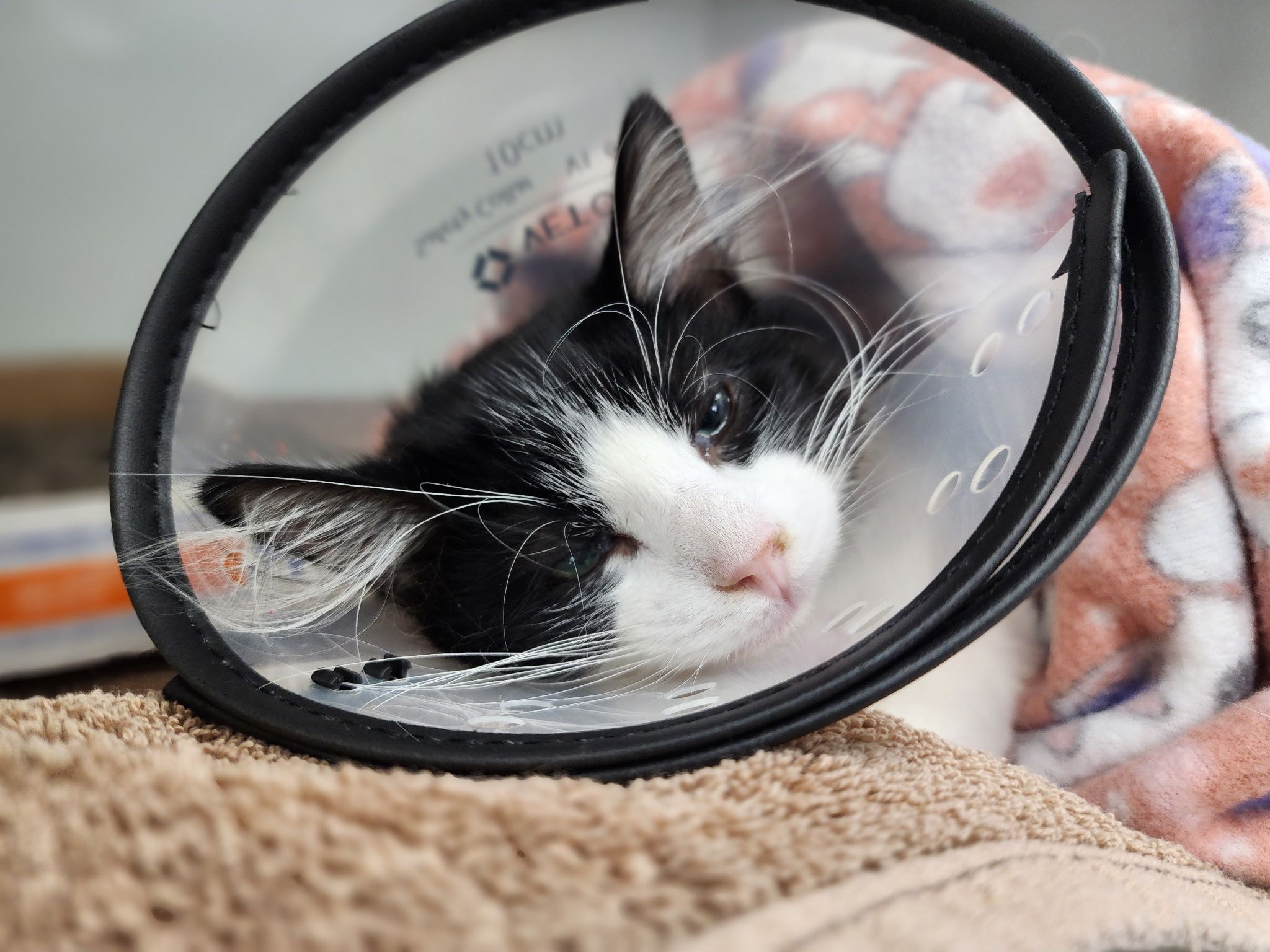 Cat Assistance Team - Sedalia