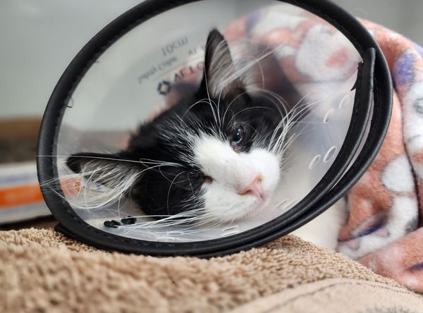 Cat Assistance Team - Sedalia