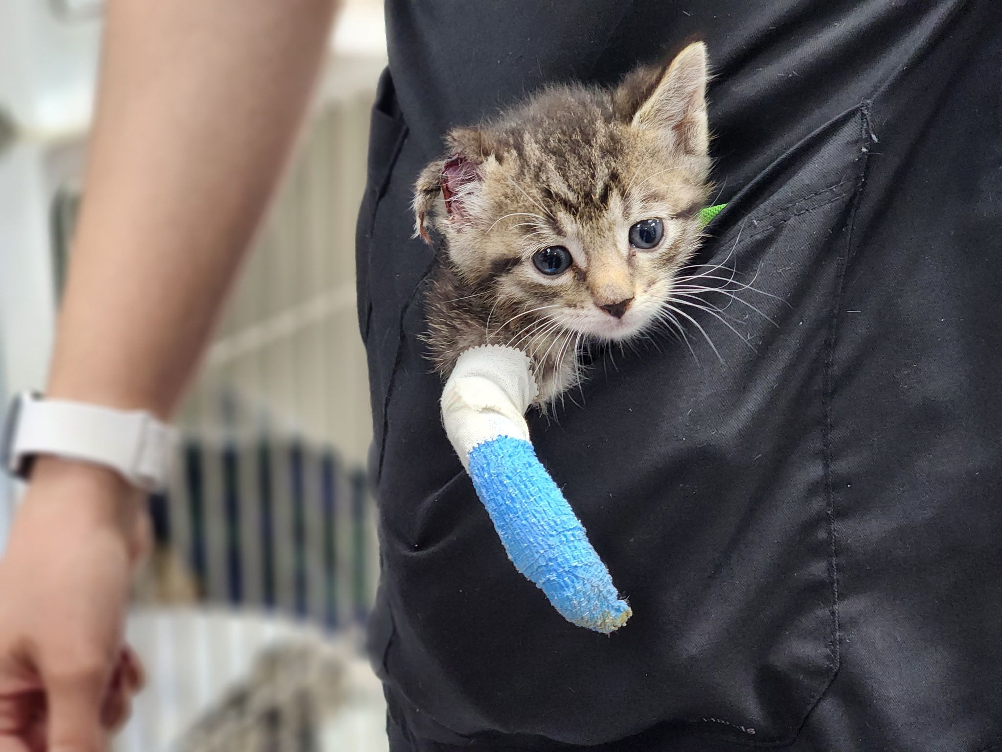 Cat Assistance Team - Sedalia