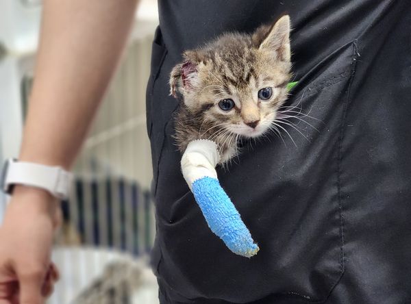 Cat Assistance Team - Sedalia