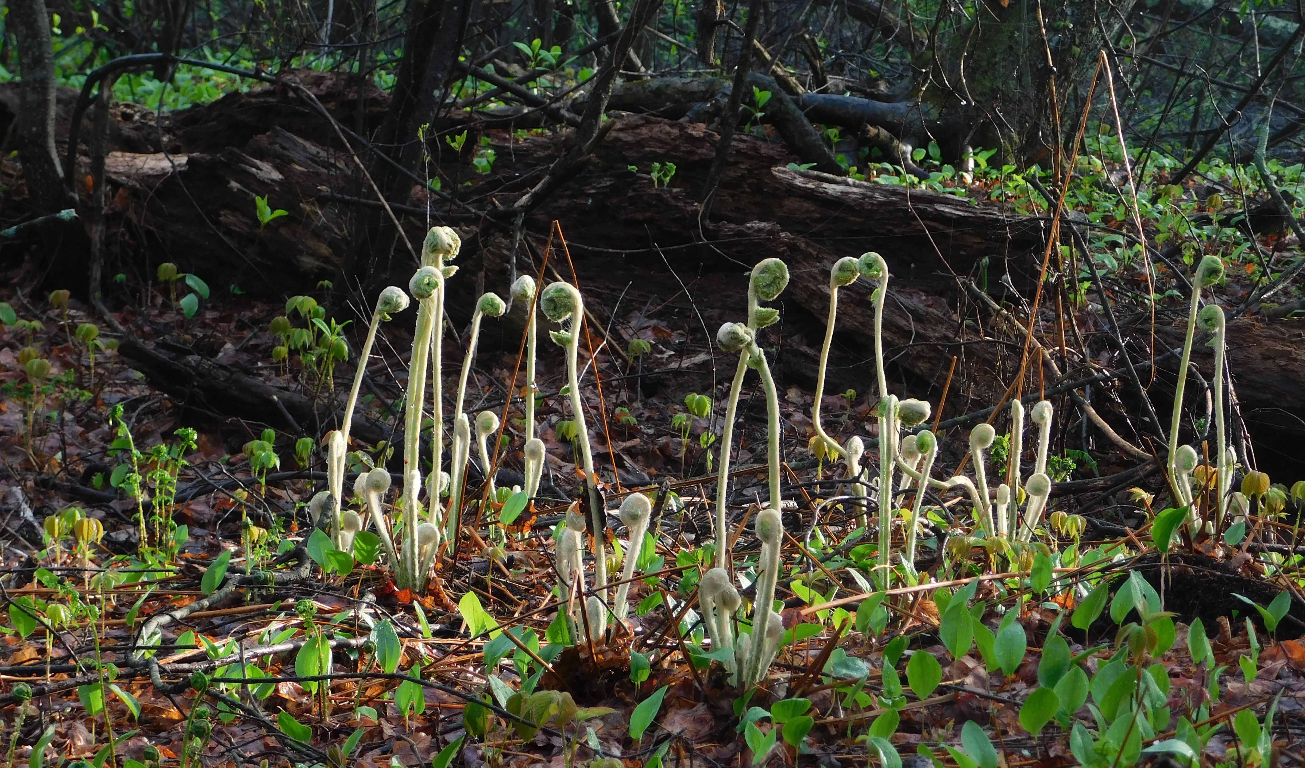 Friends of Cold Spring Park Inc
