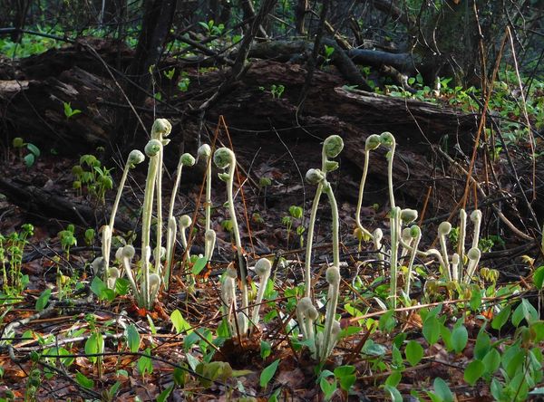 Friends of Cold Spring Park Inc